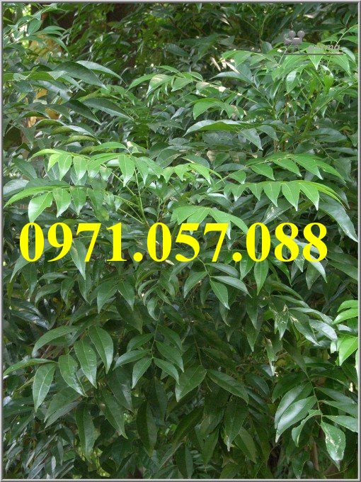 Cây giống mắc mật